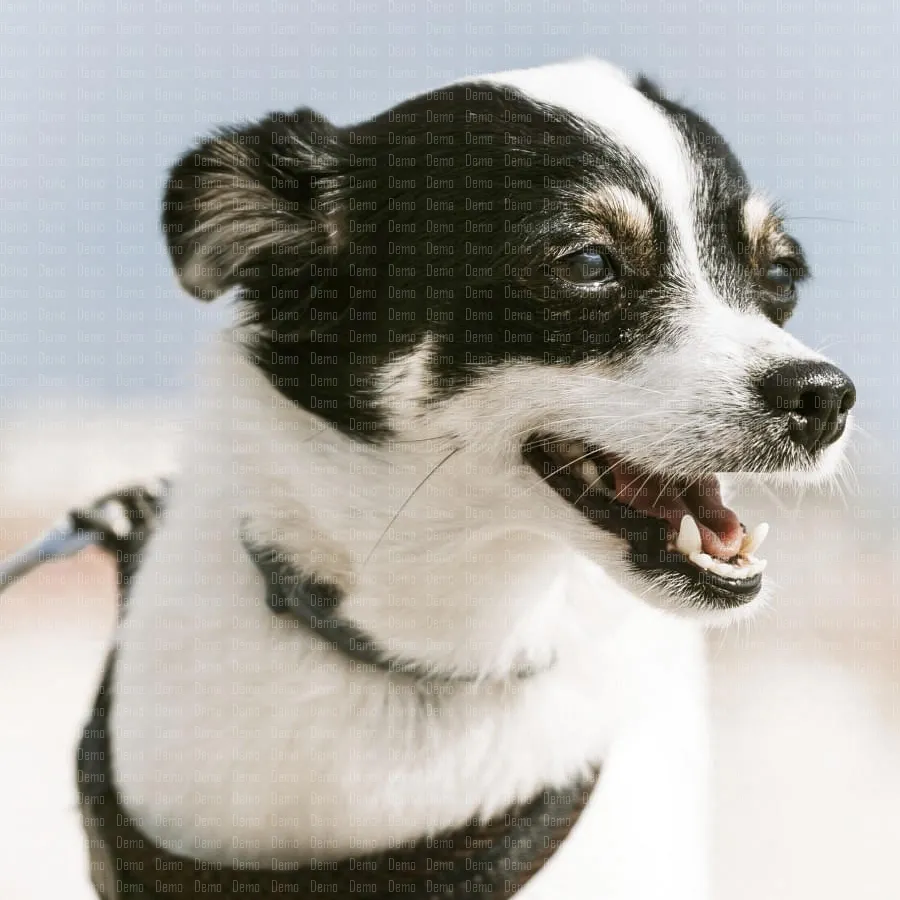 little-jack-russell-terrier-dog-enjoying-the-sun-a-2023-11-27-05-31-30-utc