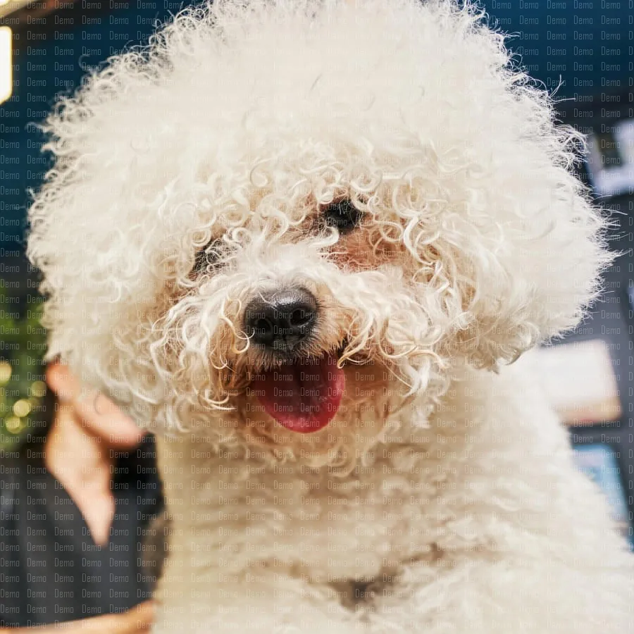 fluffy-pet-enjoying-grooming-process-and-looking-h-2023-11-27-05-22-36-utc