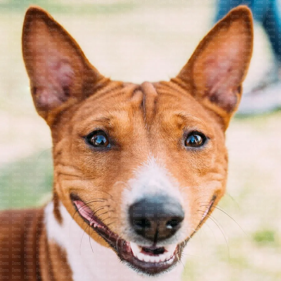 basenji-kongo-terrier-dog-the-basenji-is-a-breed-2023-11-27-05-14-46-utc